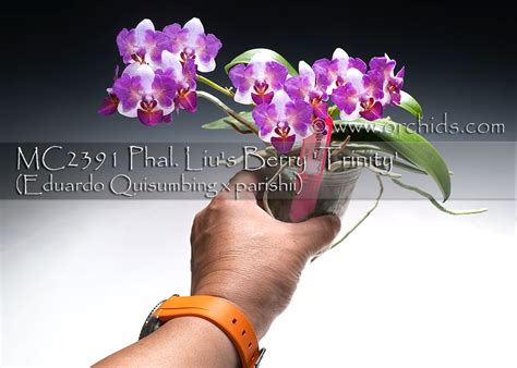 Phal. Liu's Berry 'Trinity' (Eduardo Quisumbing x parishii) / Orchids.com