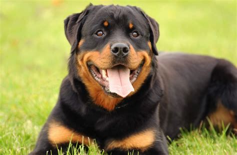 Rottweiler Breed Characteristics - Personality - Health - Temperament