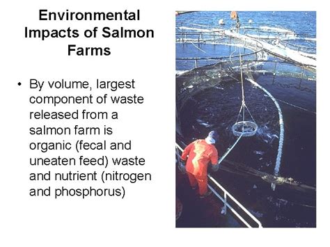 Environmental Impacts of Salmon Farms Lessons from New