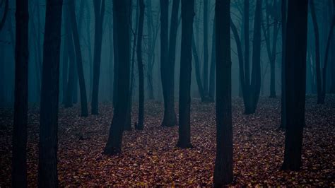 Creepy Woods Wallpapers - Wallpaper Cave