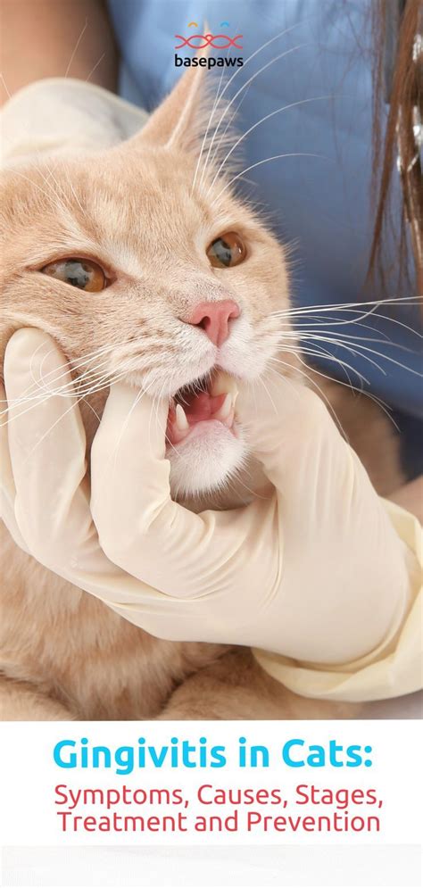 Gingivitis in cats symptoms causes stages treatment and prevention ...