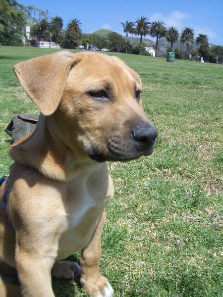 Rhodesian Ridgeback German Shepherd Mix Puppies For Sale - Pets Lovers