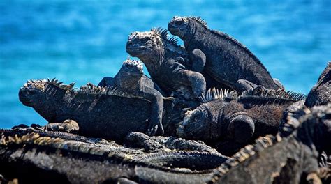 Galapagos Marine Iguanas - The Marine Iguana in the Galapagos