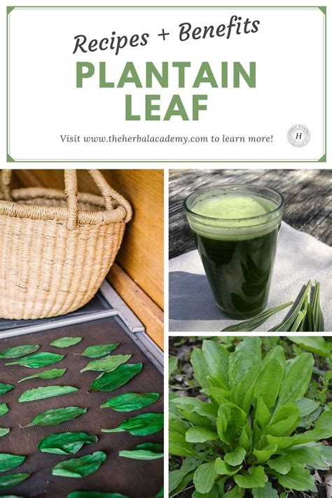 Plantain Leaf Benefits and Recipes | Plantain leaves, Medicinal weeds, Plantain herb