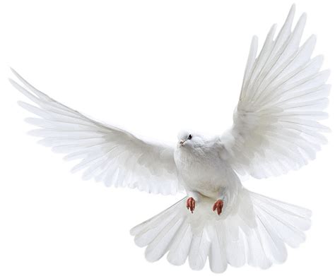 Download White Flying Pigeon Png Image Png Image - Dove Png - Full Size PNG Image - PNGkit