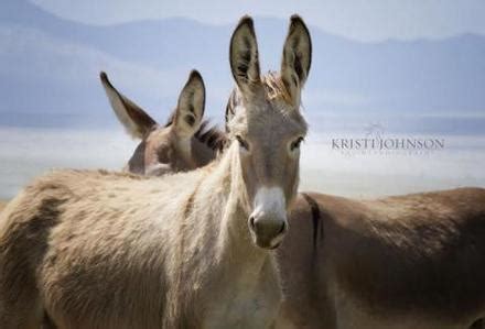 American Wild Horse Preservation Campaign Launches “The Platero Project ...