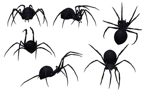 Black Widow Spider Png Image Transparent HQ PNG Download | FreePNGImg