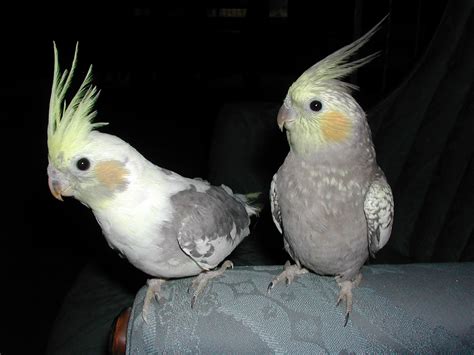 Breeding Cockatiels : Biological Science Picture Directory – Pulpbits.net