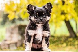 Free photo: Chihuahua, Dog, Small Dog - Free Image on Pixabay - 914248
