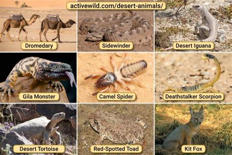 Desert Animals List With Pictures & Amazing Facts