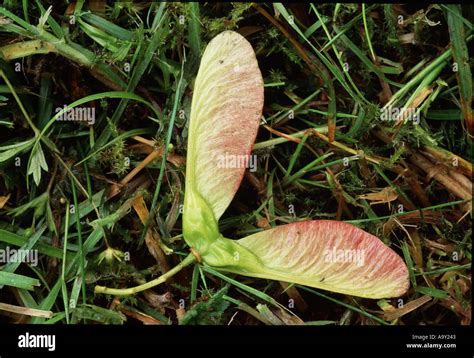 Winged seed pod of Sycamore tree freshly fallen Stock Photo: 2323010 ...