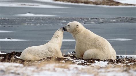 Makivik Corp takes Nunavut to court over southern Hudson Bay polar bear ...