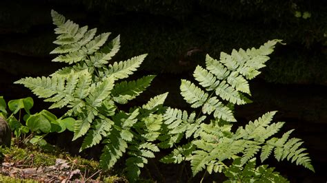 Wood Fern | San Diego Zoo Animals & Plants