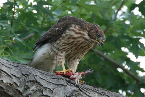 Cooper's Hawk (juvenile) feeding (7) | DSC_0069 | Matt Ratterman | Flickr