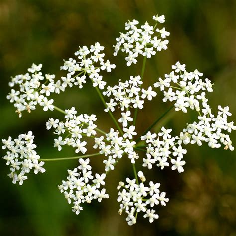 Burnet Saxifrage (Pimpinella Saxifraga) – Wild Wales Seeds