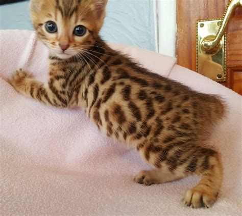 Bengal kittens for sale | Pets4Homes | Bengal kitten, Kittens, Bengal ...