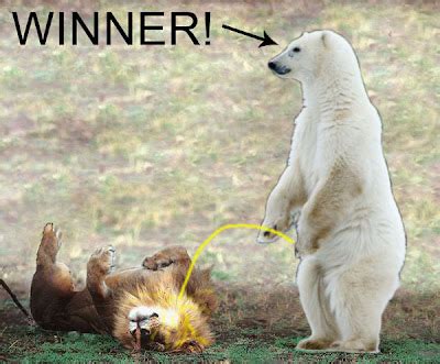 Ablakalypse Now: Bear vs. Lion