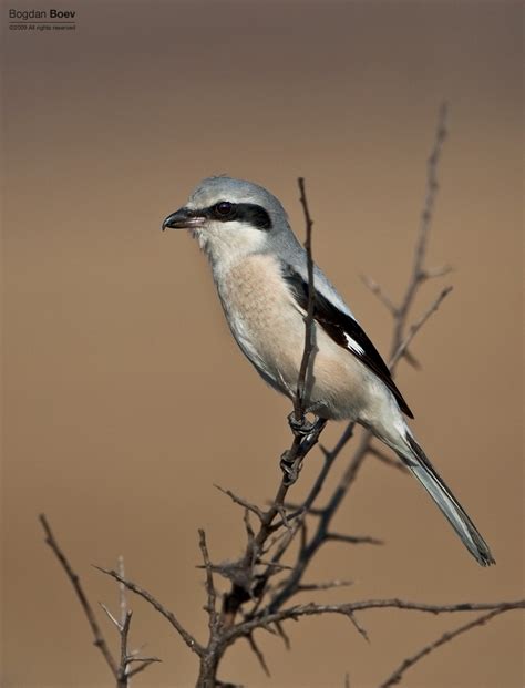 Great Grey Shrike by BogdanBoev on DeviantArt