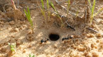 Ants Building A Nest Stock Footage Video 547684 - Shutterstock