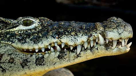 Hybrid Cuban-American Crocodiles on the Rise