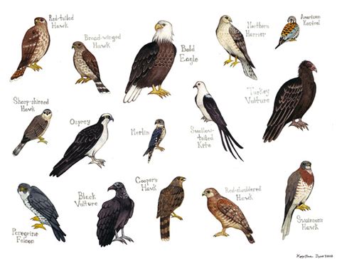 Difference between Hawk Falcon Eagle Osprey Kite – My WordPress