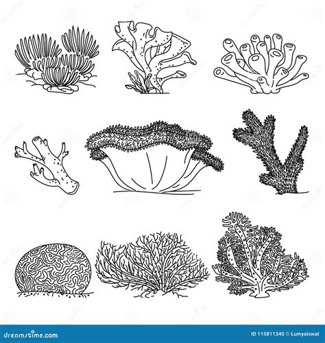 Corals Hand Drawn Vector Illustrations Stock Vector - Illustration of ...