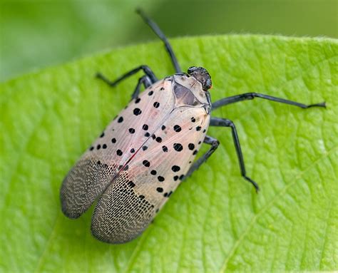 How to build a Spotted Lanternfly Circle trap | Sea Girt Conservancy