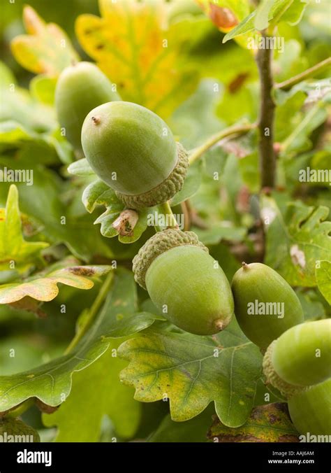 Freshly growing acorns of the English oak tree Quercus robor or common ...