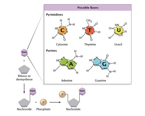 Discovery of DNA Double Helix: Watson and Crick | Learn Science at Scitable