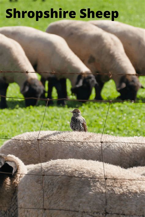 Ultimate Guide Shropshire Sheep Farming