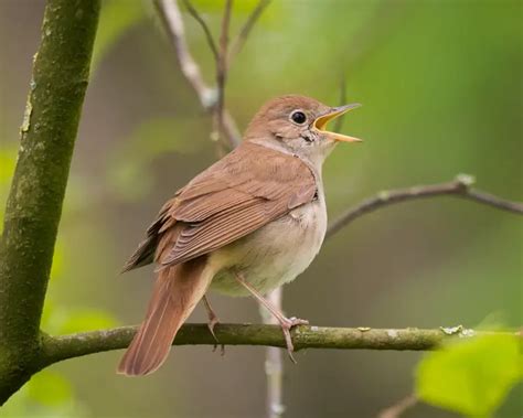 Nightingale - Facts, Diet, Habitat & Pictures on Animalia.bio