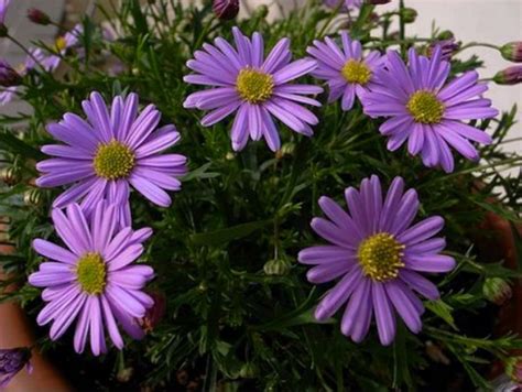 Brachycome / Brachyscome Plants | Grow Swan River Daisy