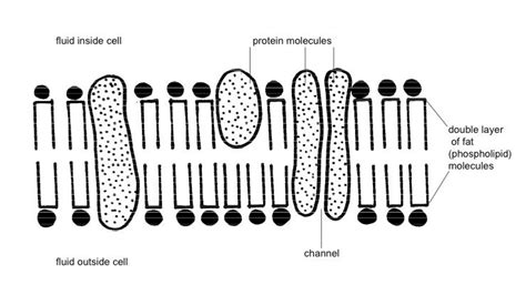 Structure Of Plasma Membrane Diagram / Components And Structure ...