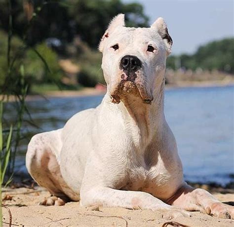 What Is A Dogo Argentino Mixed With