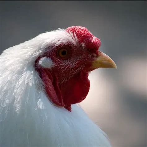 TOP 9 Chicken Comb Types - Everything You Need To Know About