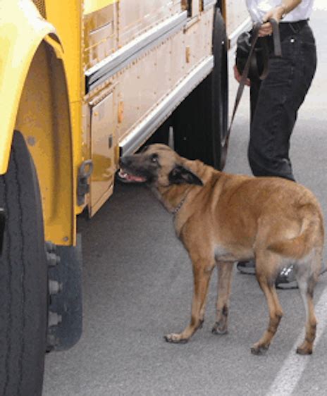 Bomb Dogs & Bomb Dog Handler Training | Officer