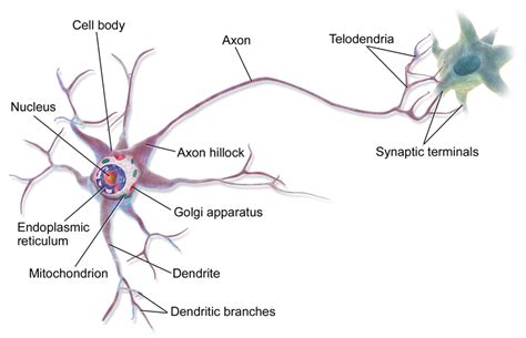 Difference Between Muscle Cells and Nerve Cells | Definition, Structure ...