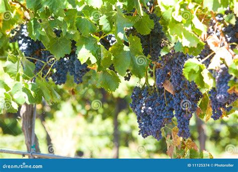 A Bunch Of Red Grapes On The Vine Stock Images - Image: 11125374