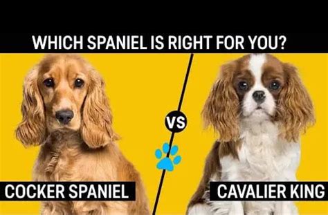 Cavalier King Charles Spaniel vs Cocker Spaniel - Full Breed Comparison