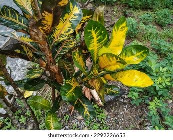 4,932 Variegated Croton Images, Stock Photos & Vectors | Shutterstock