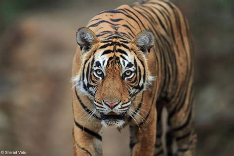 Best Tiger Safari Parks in India 2022 - Best Tiger Reserves