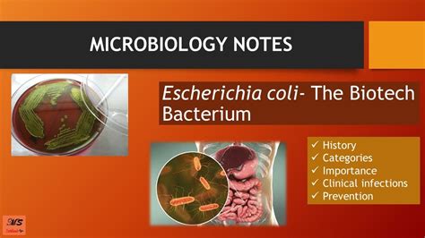 Escherichia coli (E.coli) |History, Morphology, Categories, toxins,Diseases,Importance |MS ...