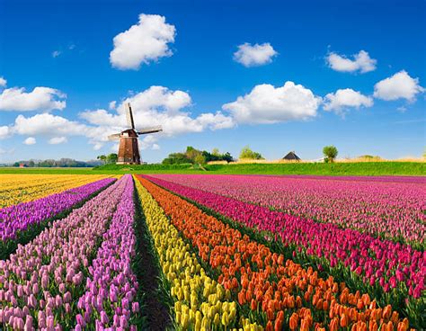 53,100+ Tulip Fields Holland Stock Photos, Pictures & Royalty-Free Images - iStock