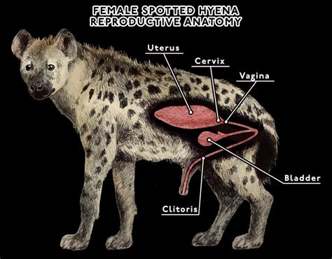 Do female hyenas have male parts? - (ONLY ZOOLOGY)