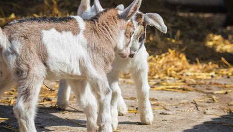 Headbutting in Goats: Meaning and What To Do