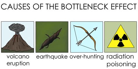 What is the Bottleneck Effect? - Expii