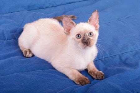 Tortie Point Siamese Cat: Info, Facts, Traits, Pictures & FAQs