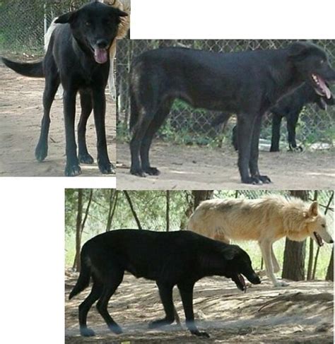 Black Lab Wolf Mix | Dog pictures, Dogs, Black lab