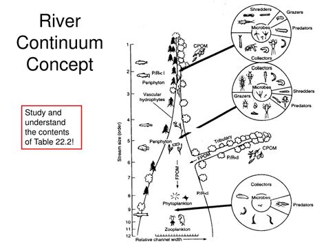 PPT - Stream Communities and River Continuum Concept PowerPoint Presentation - ID:476362