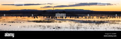 Bosque del Apache Sunrise Stock Photo - Alamy